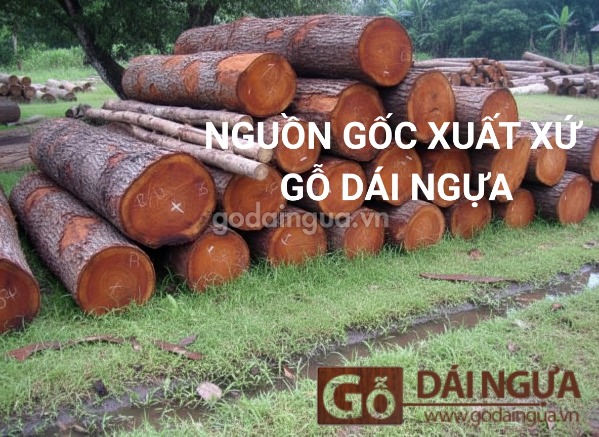Nguồn gốc xuất xứ gỗ dái ngựa