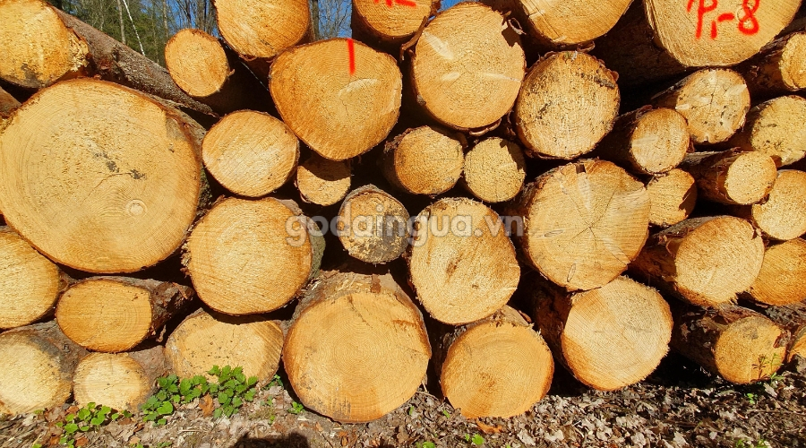 1 Khối gỗ bằng bao nhiêu kg