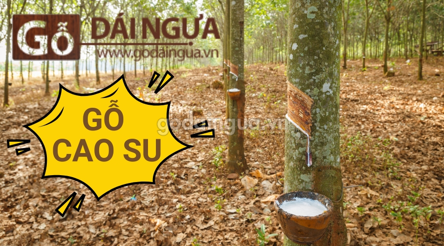 Giới thiệu về gỗ cao su là gì?