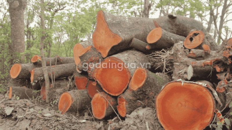 gỗ xà cừ có tốt không?