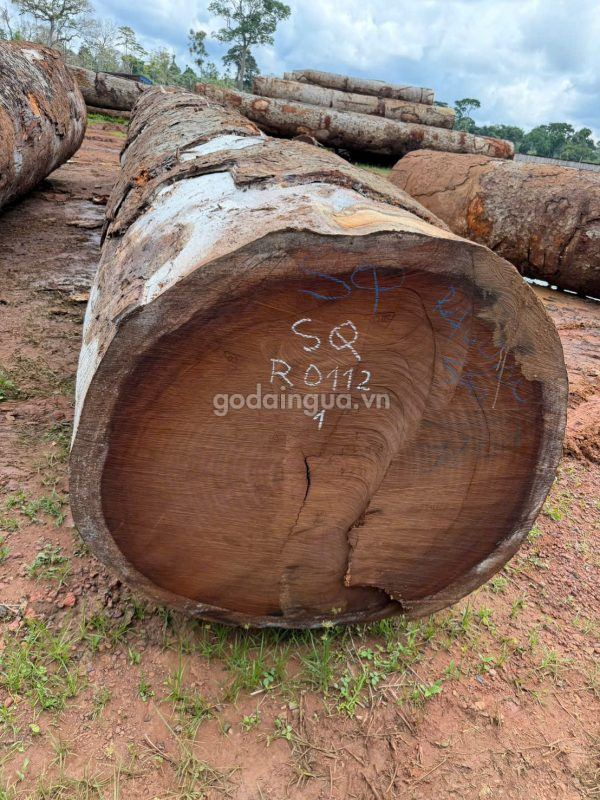 gỗ dầu lào