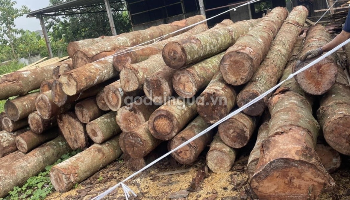 Gỗ Dầu Đỏ nguyên liệu