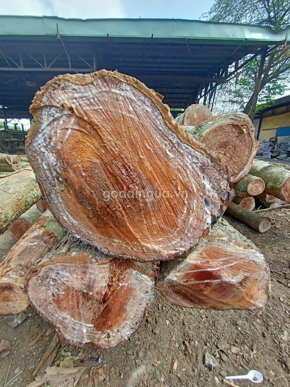 Nhựa cây gỗ dầu