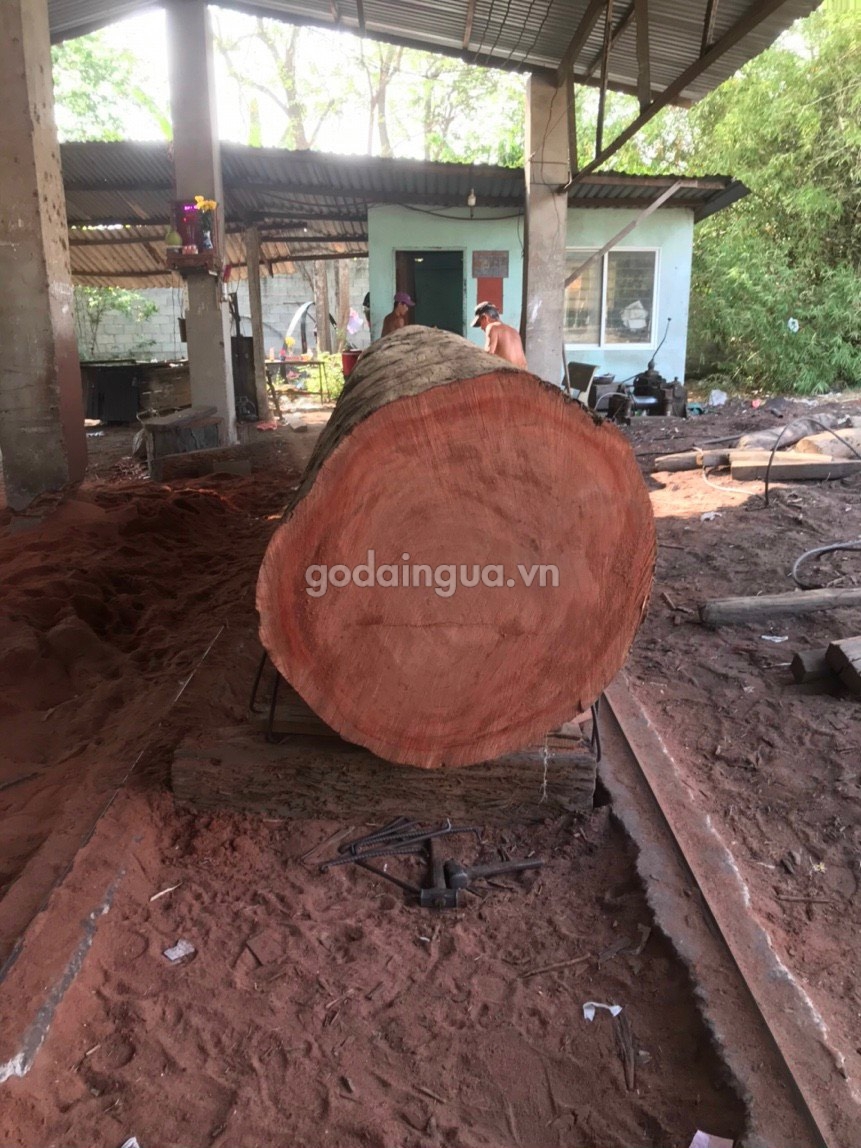 Các đặc điểm của gỗ dầu