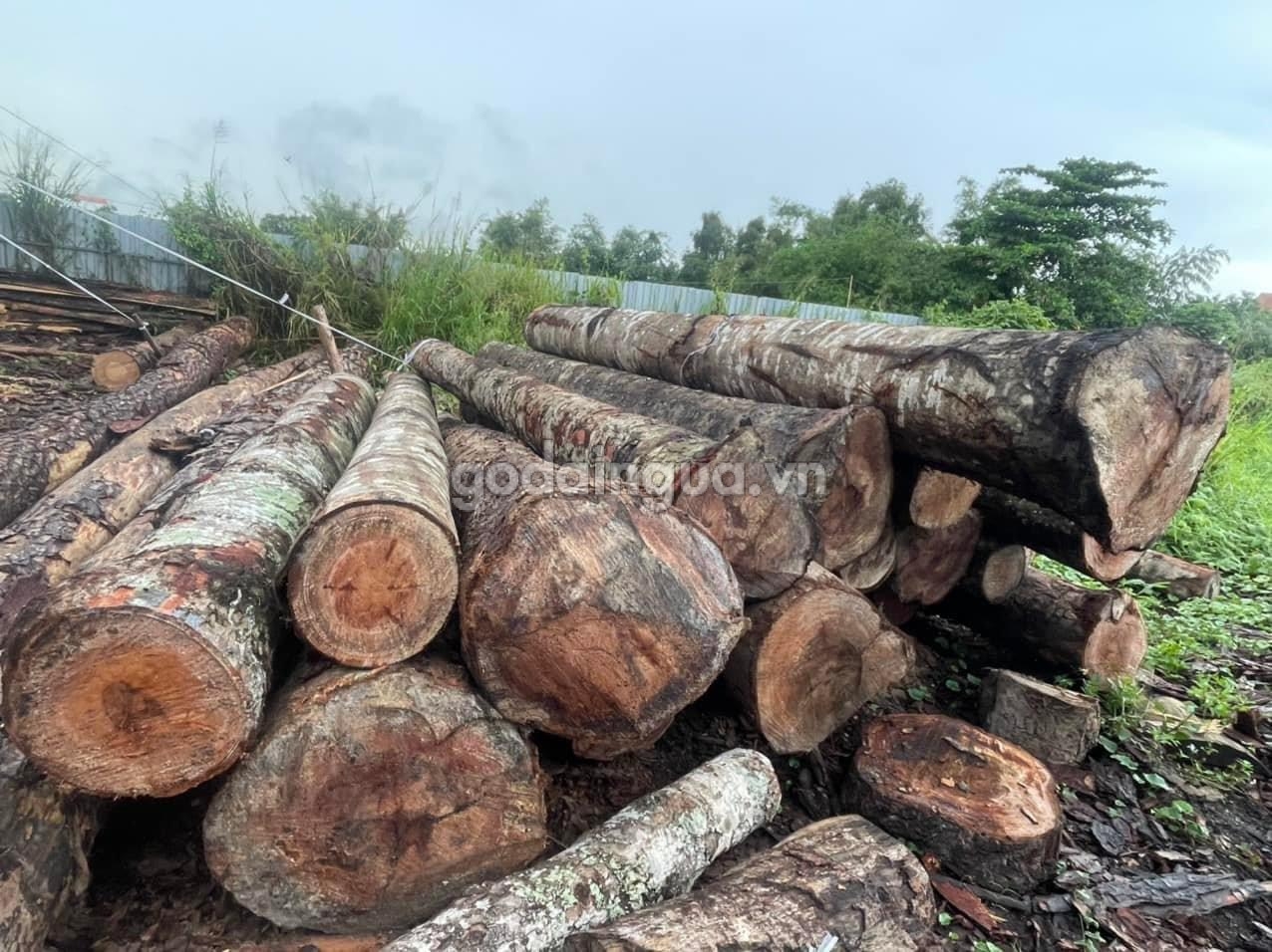 Giới thiệu về gỗ dầu là gì?