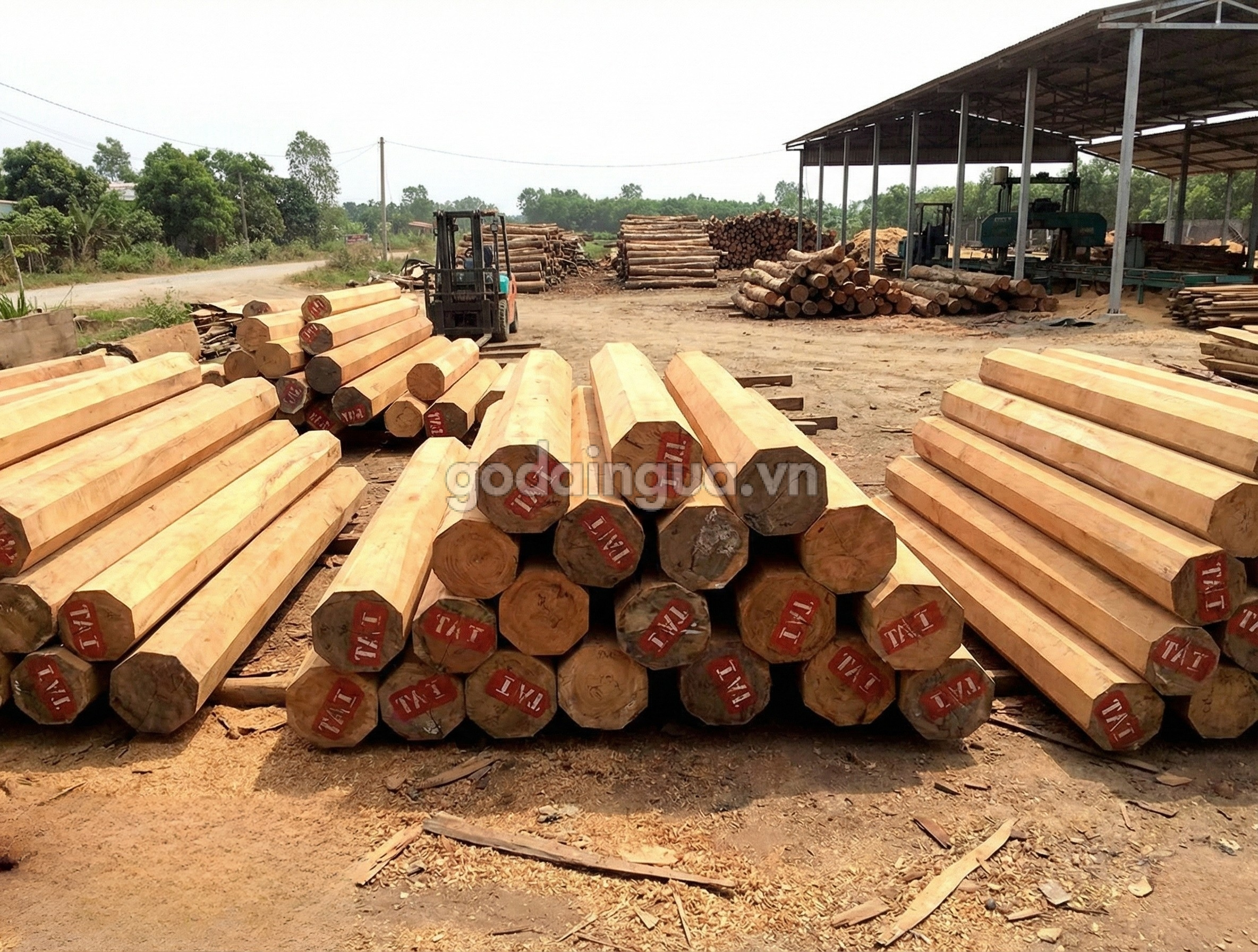 Thị trường Gỗ Cà Chít Vàng