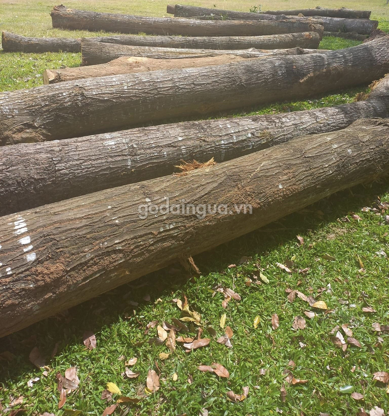 Cây gỗ Sao Xanh tự nhiên