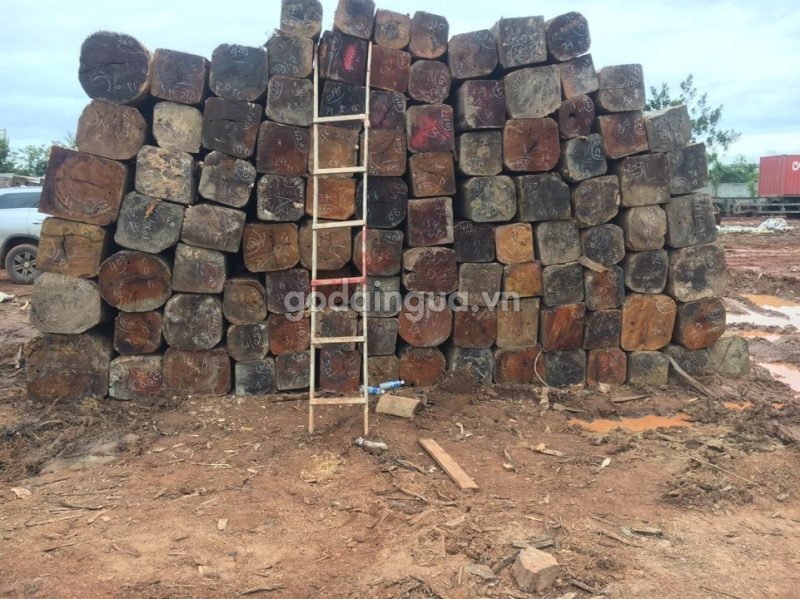 Gỗ Dầu Lào 