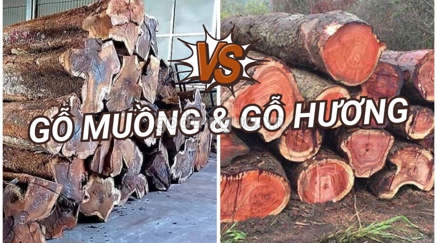So sánh gỗ muồng và gỗ hương