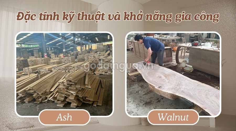 Đặc tính kỹ thuật và khả năng gia công của gỗ tần bì và gỗ óc chó