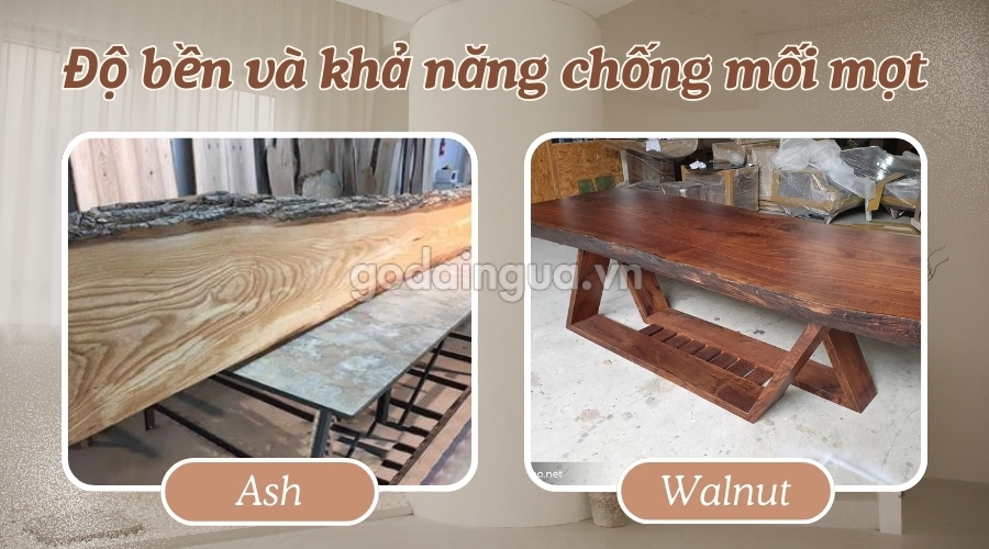 Độ bền và khả năng chống mối mọt của gỗ tần bì và gỗ óc chó