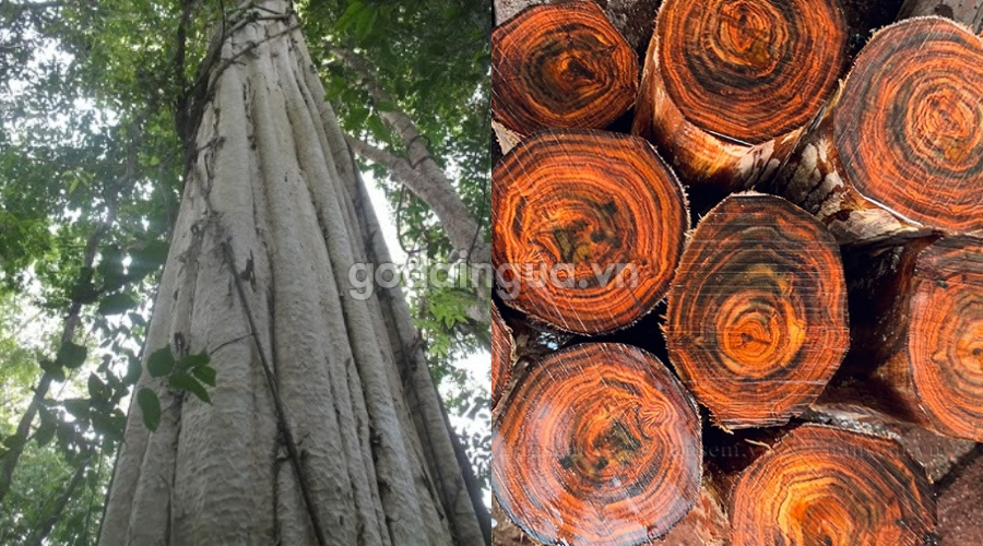 Loại gỗ nào không bị mối mọt