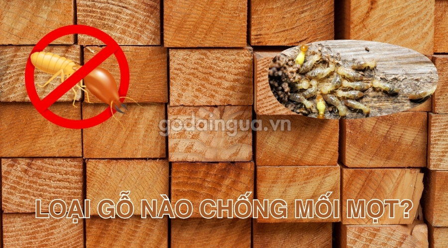 Loại gỗ nào không bị mối mọt