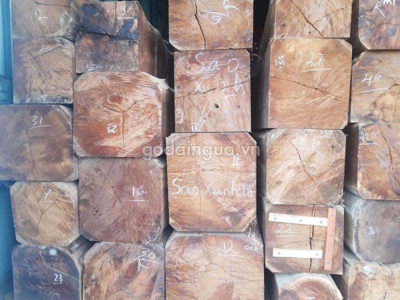 đặc điểm gỗ sao xanh