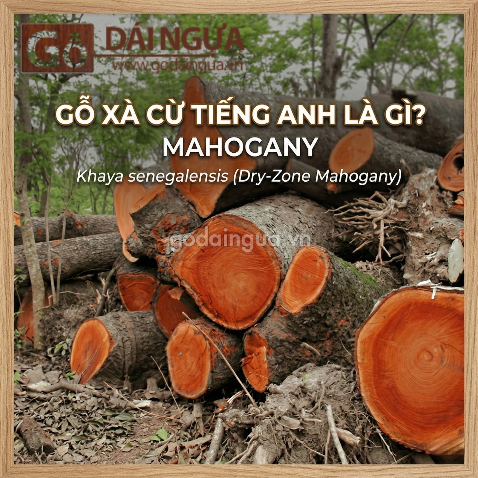 Gỗ Xà Cừ tiếng anh là gì?