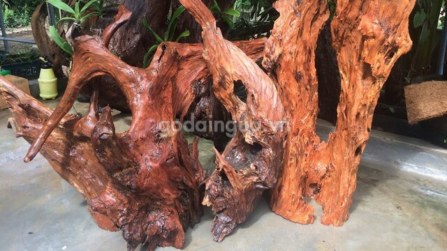 Gỗ Xà Cừ có ghép lan được không