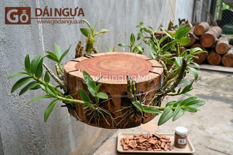 Gỗ Xà Cừ có ghép lan được không