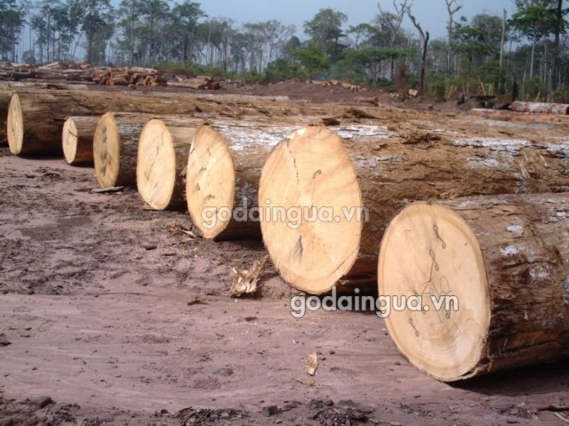 Xưởng xẻ gỗ Sao Xanh ở Đồng Nai