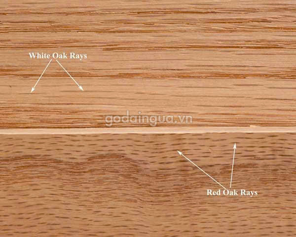 vân gỗ sồi đỏ và sồi trắng